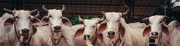 ಉತ್ಸವ